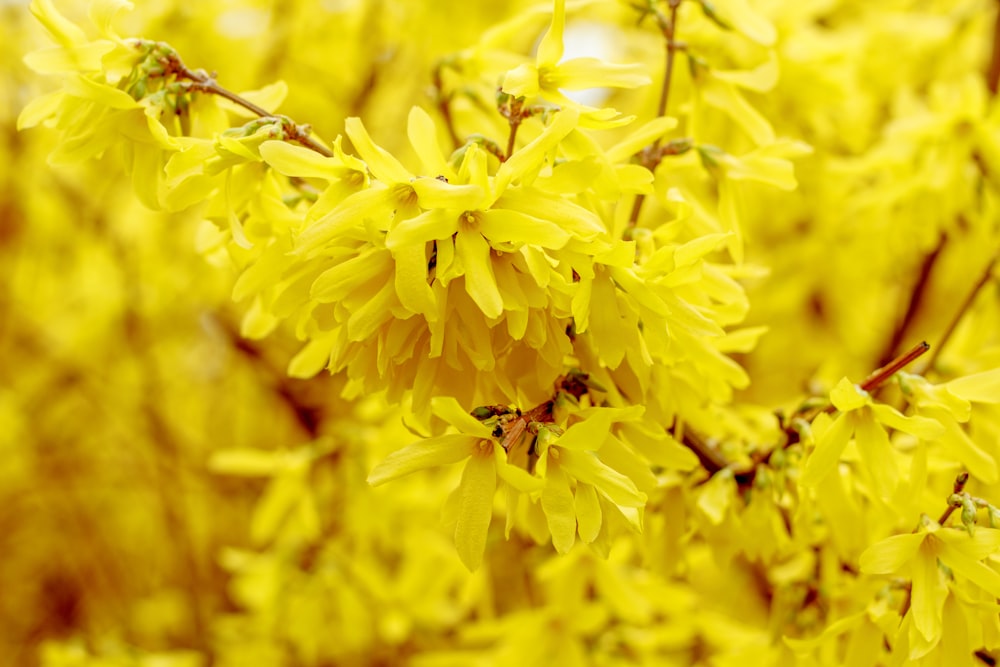 a close up of a bunch of yellow flowers