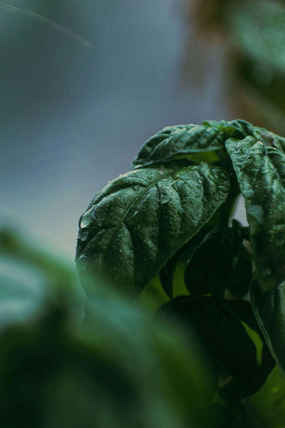 a close up of a leafy green plant