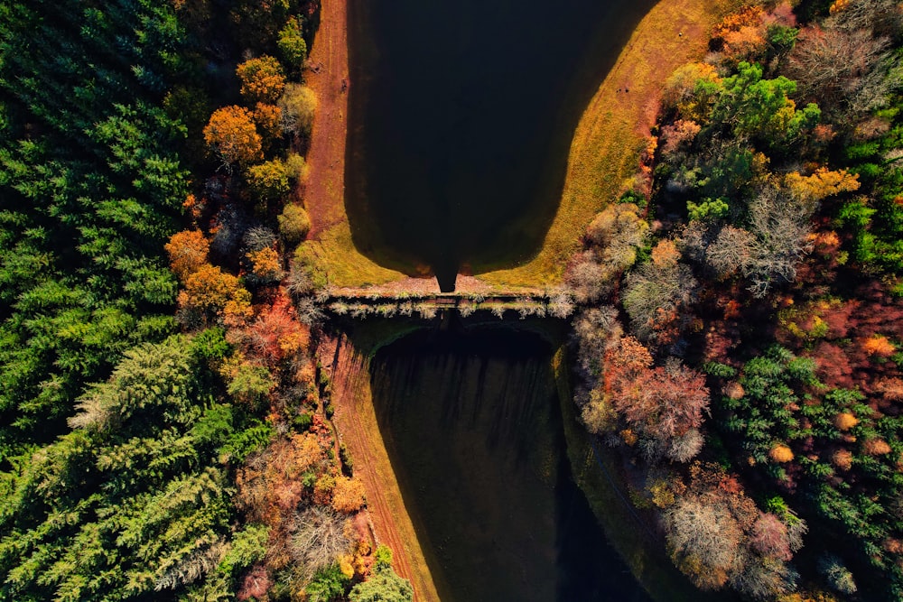 a man standing on a bridge over a river surrounded by trees