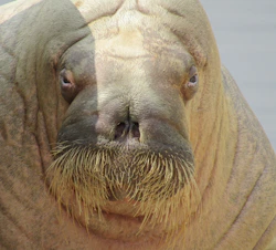 a close up of a sea lion with a beard