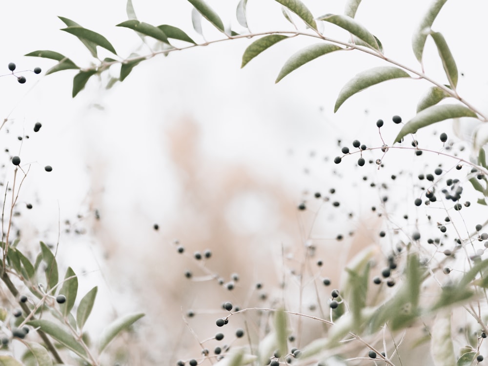 a bunch of black berries hanging from a tree