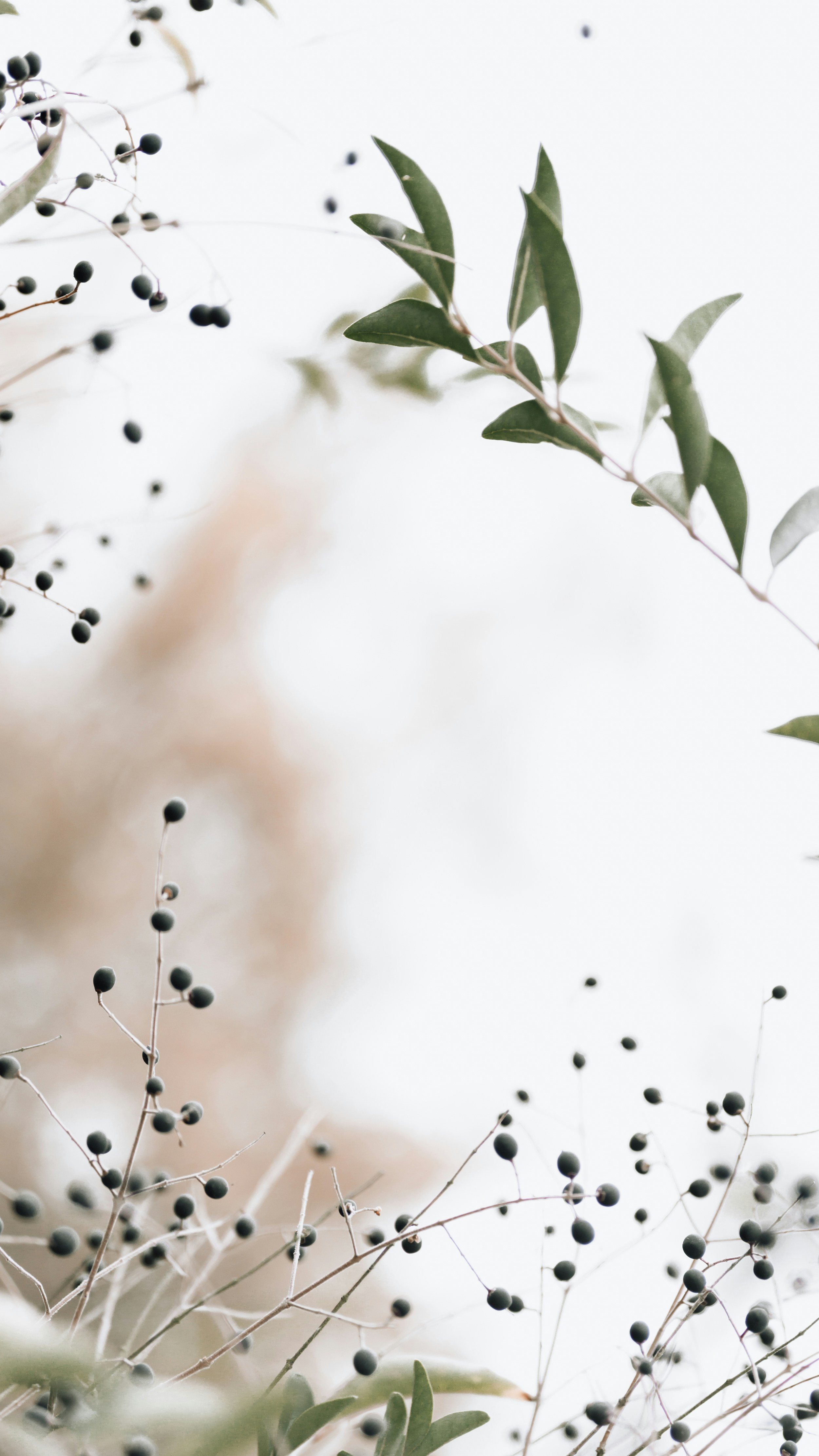 a close up of a bunch of berries on a tree