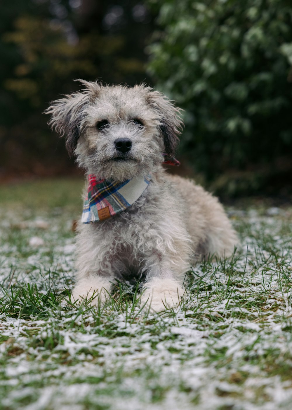 a small dog sitting on top of a grass covered field