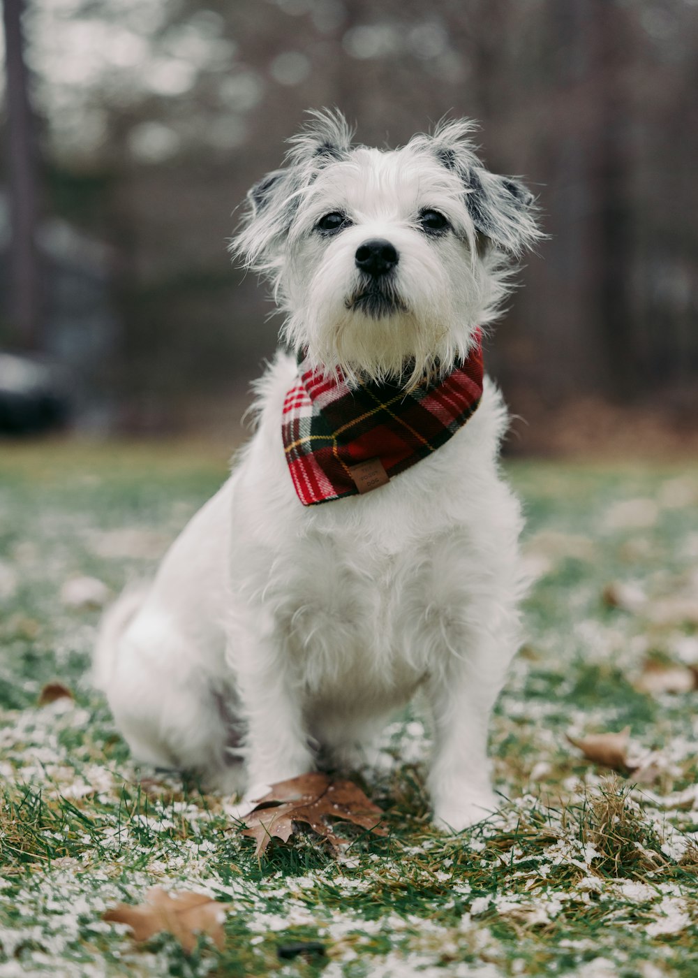 a small white dog wearing a red plaid scarf