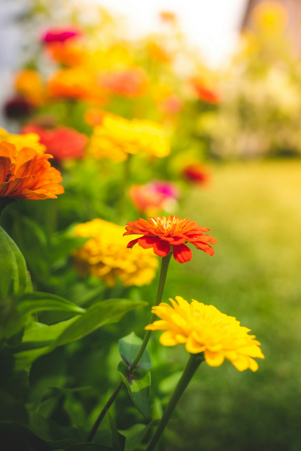 a bunch of flowers that are in the grass