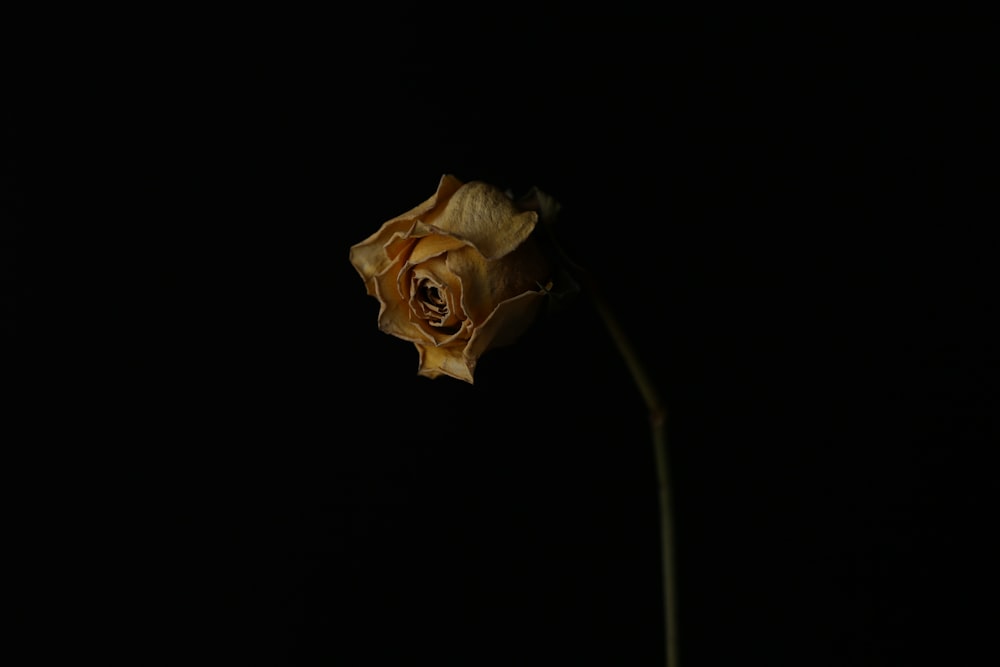 a single yellow rose sitting in the dark