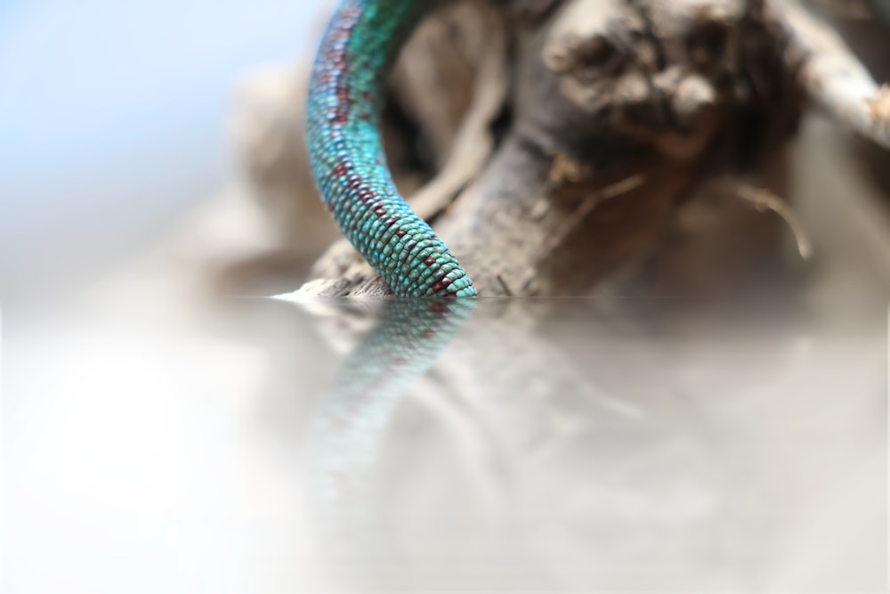 a close up of a blue and green snake on a branch