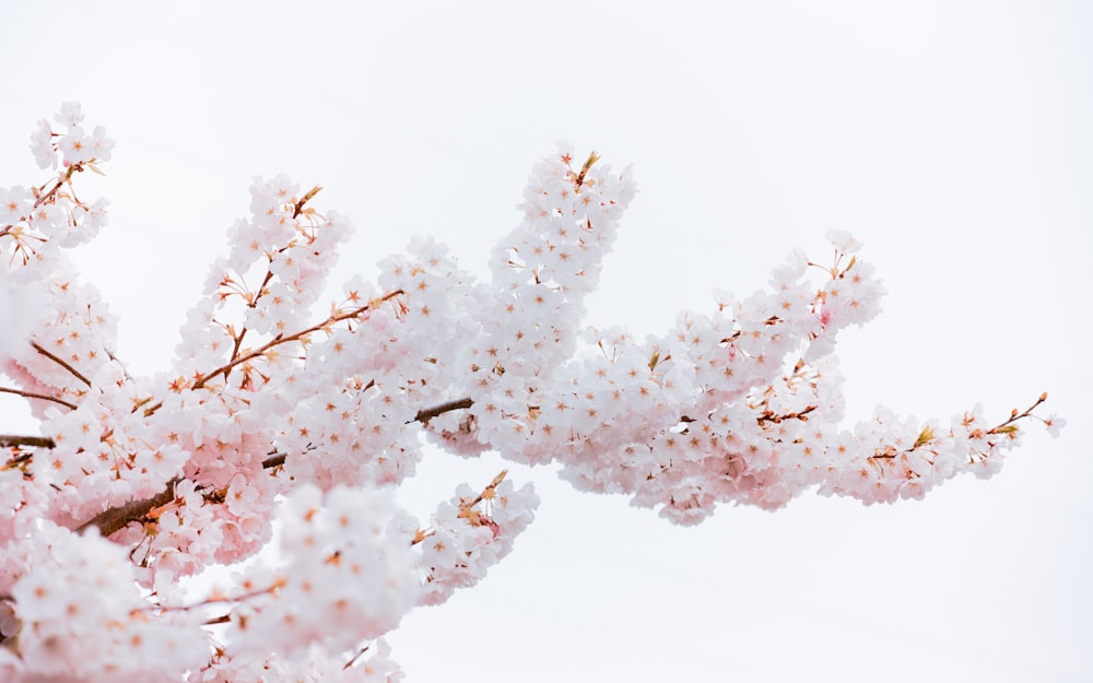 a branch of a cherry tree with white flowers