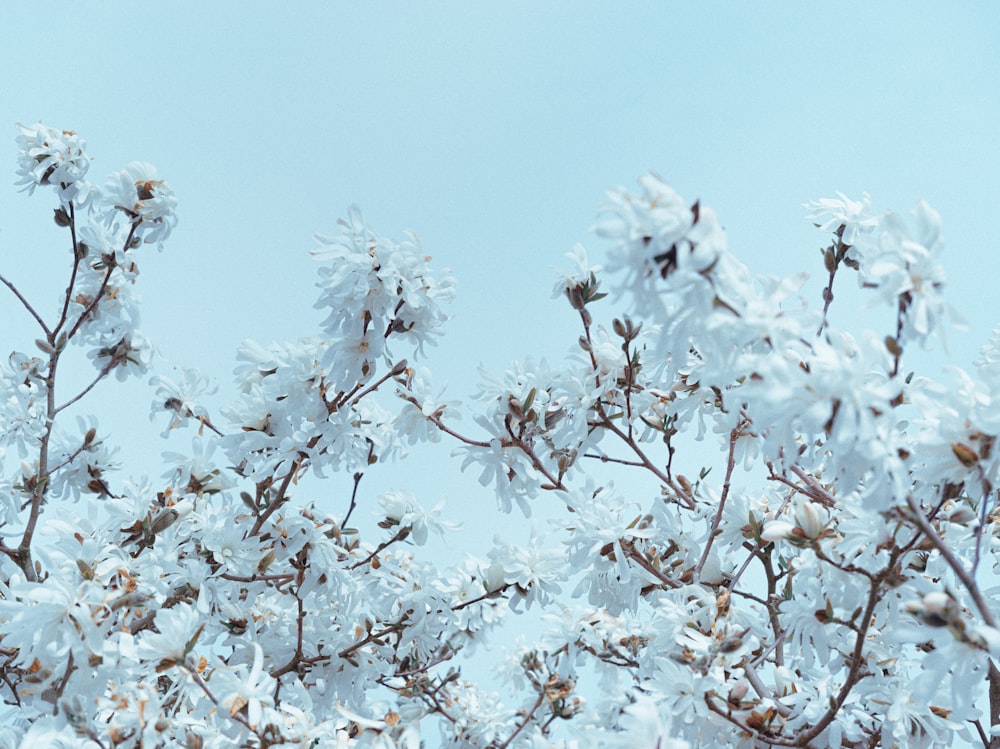 a tree with lots of white flowers on it