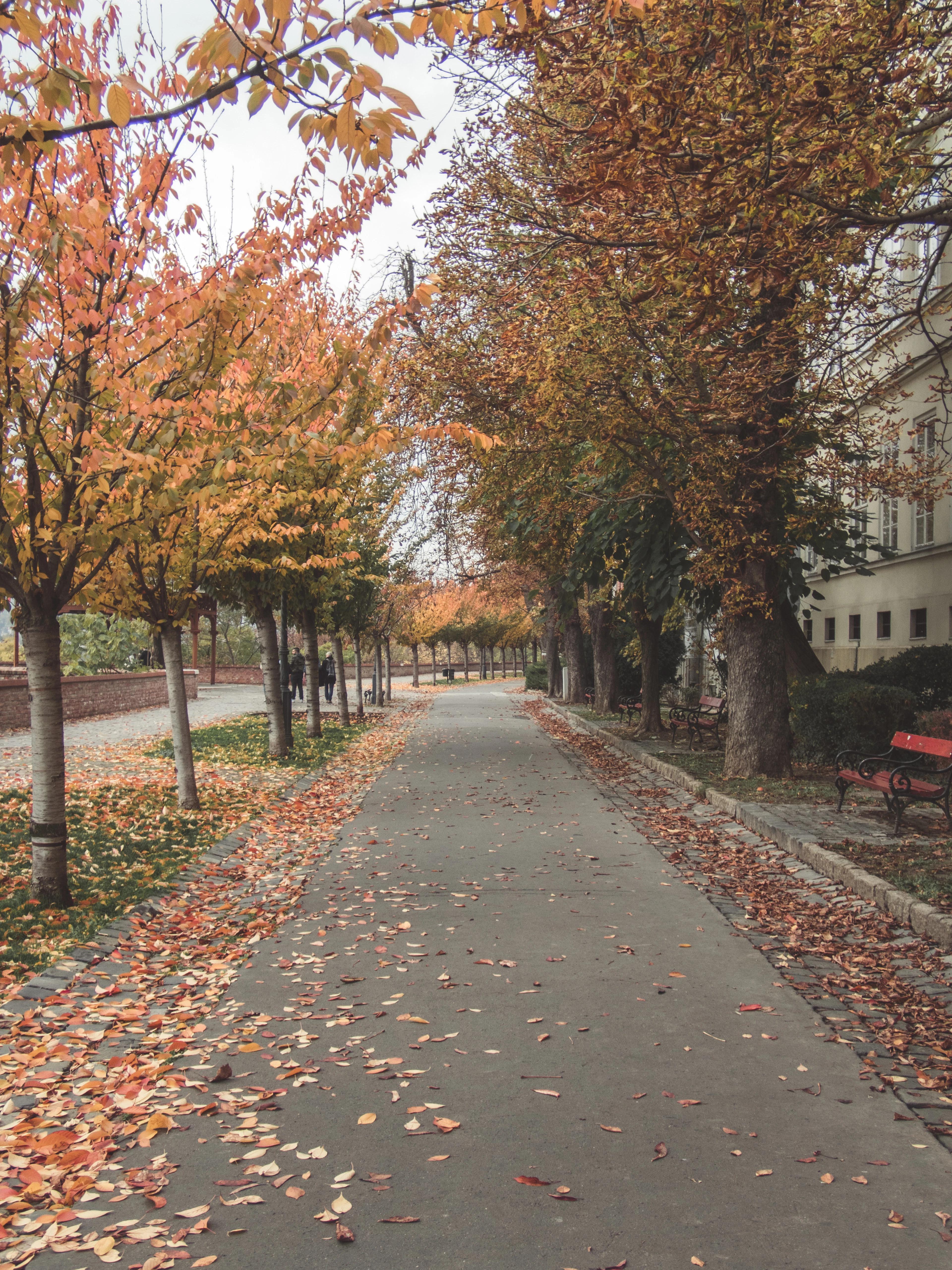 A leaf-strewn tree-lined promenade in Buda in autumn, empty red benches beneath gold and copper foliage on a still, overcast morning
