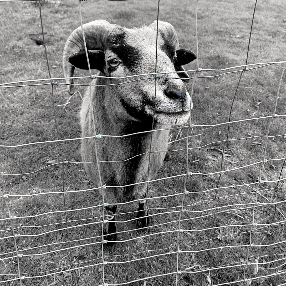 a black and white photo of a goat behind a fence