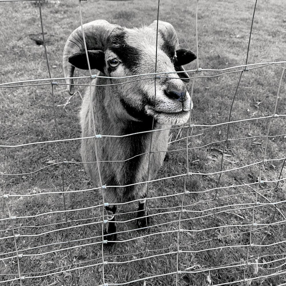 Una foto en blanco y negro de una cabra detrás de una valla