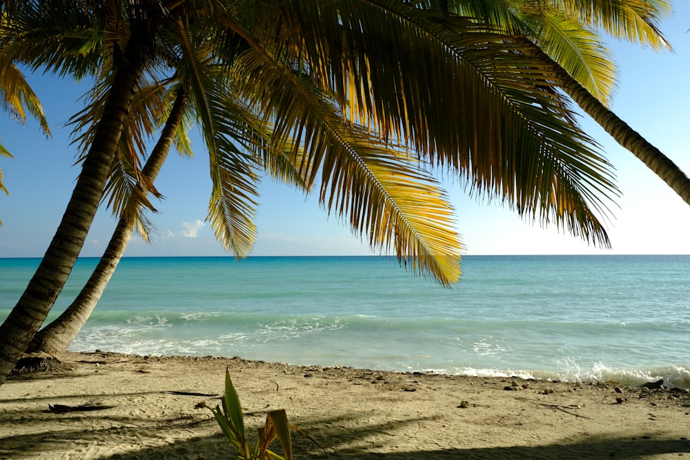 a view of a beach with palm trees and the ocean