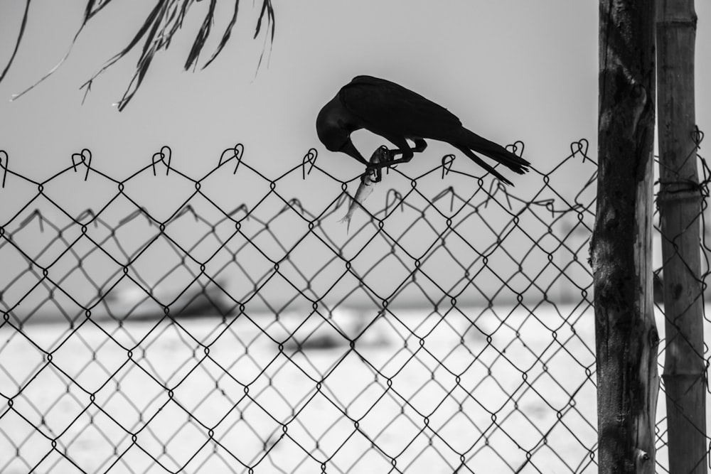 a black bird perched on top of a chain link fence