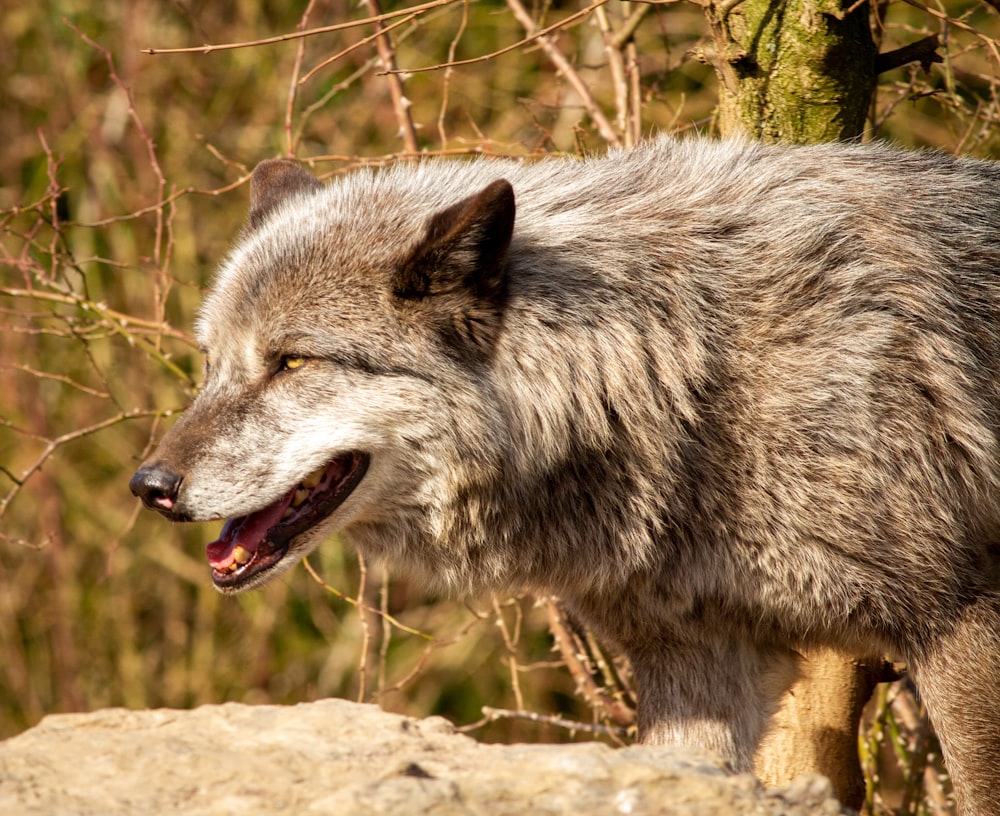 a wolf with its mouth open standing on a rock