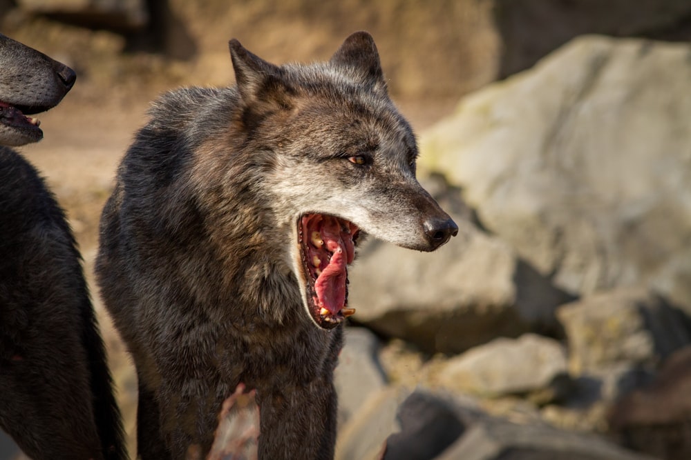 two gray wolfs with their mouths open showing teeth