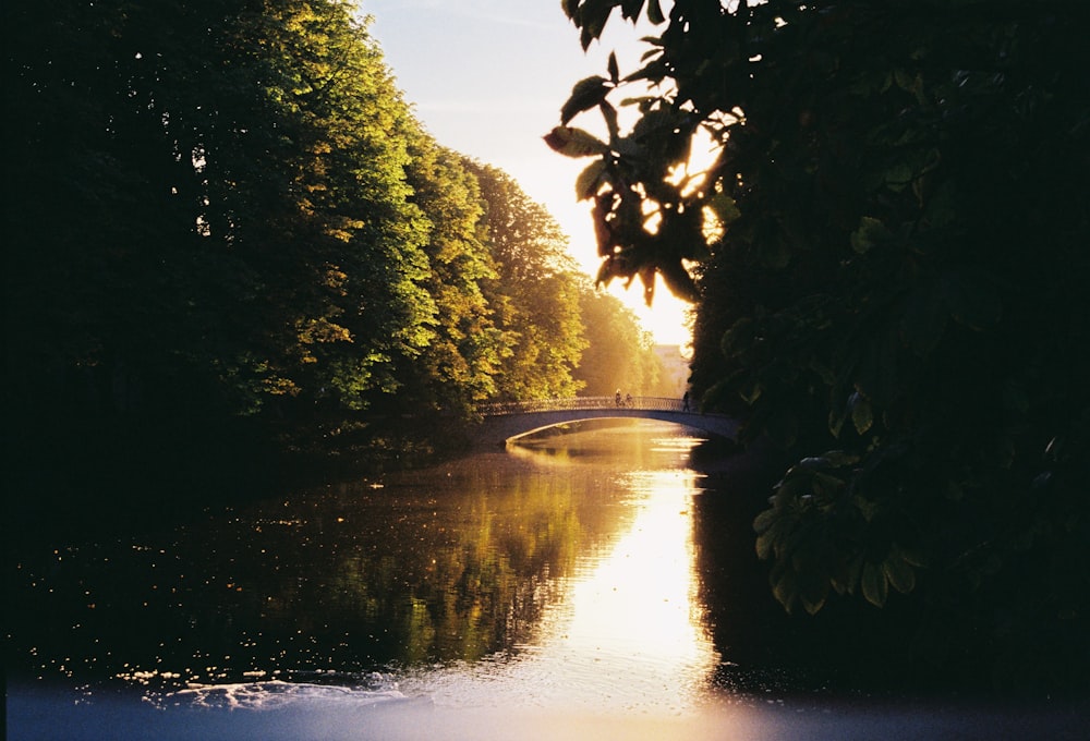 a bridge over a river surrounded by trees