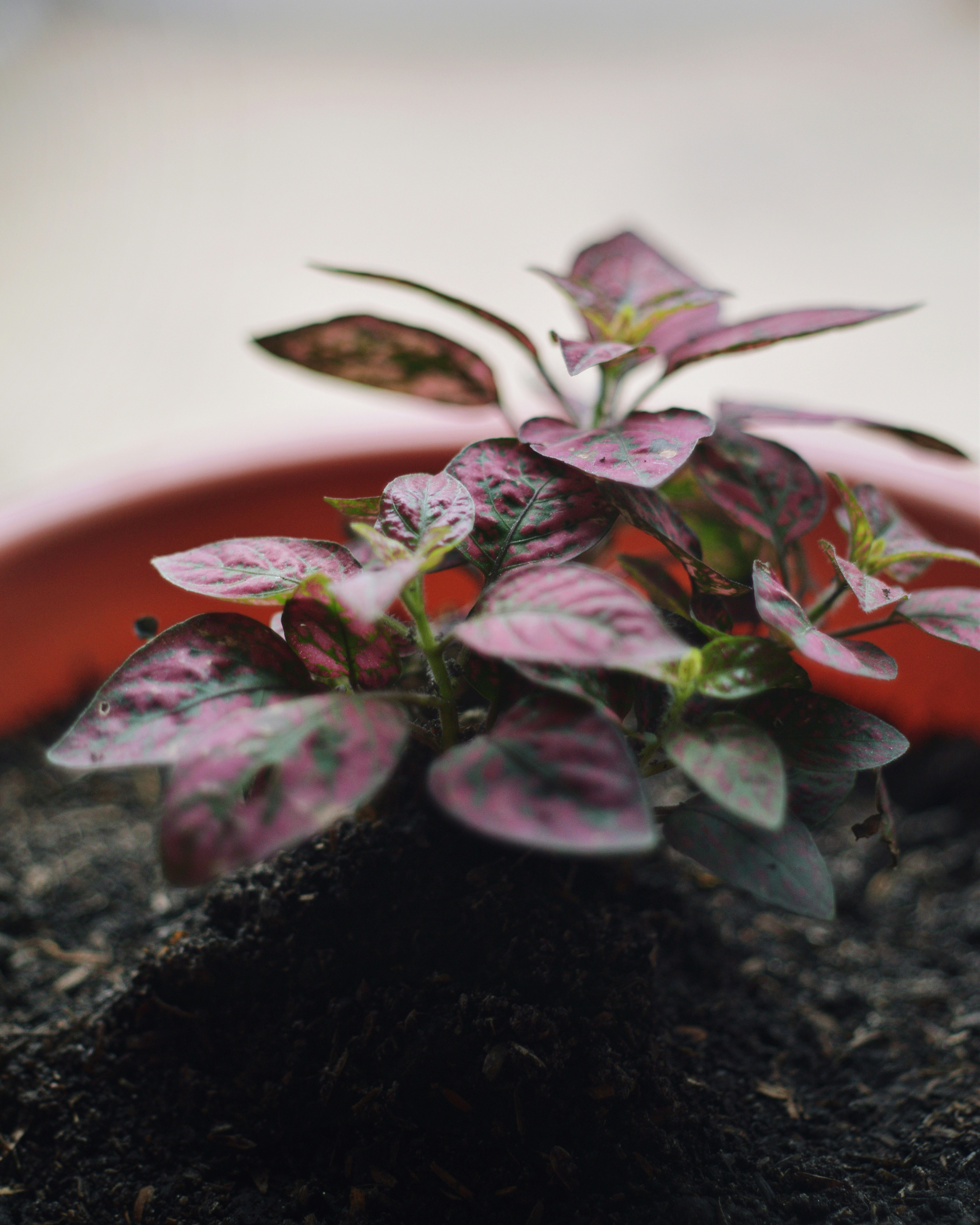 florev Self-Watering Kit