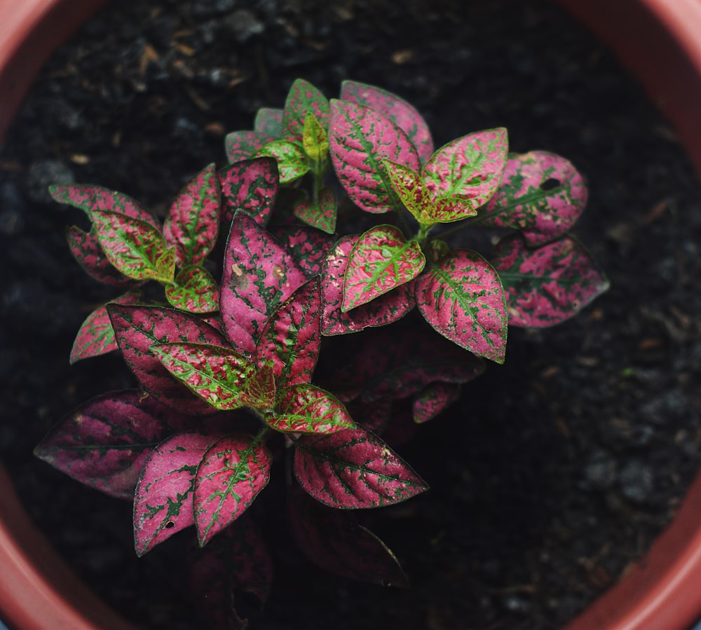 a potted plant with pink and green leaves