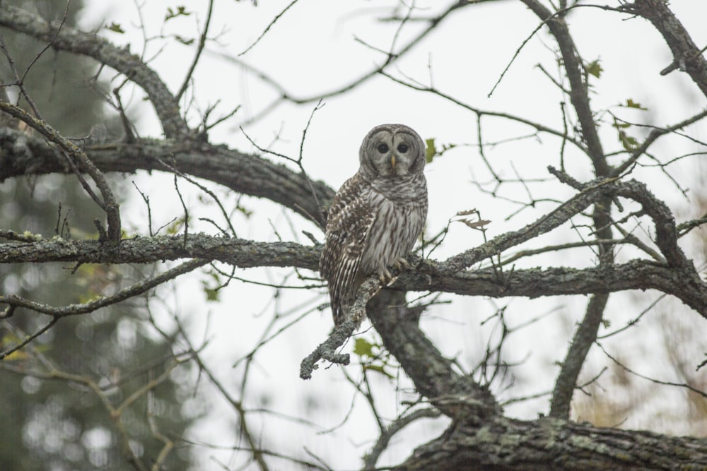 an owl sitting on a branch of a tree