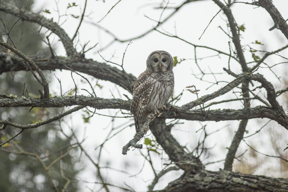 Un búho sentado en una rama de un árbol