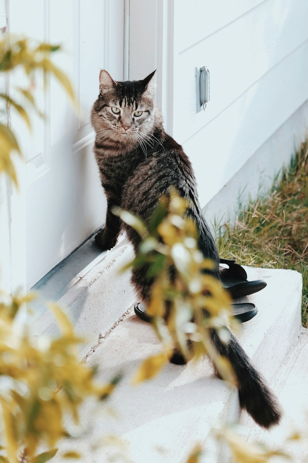 a cat sitting on top of a door mat