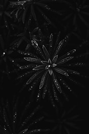 a black and white photo of a flower