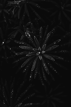 a black and white photo of a flower