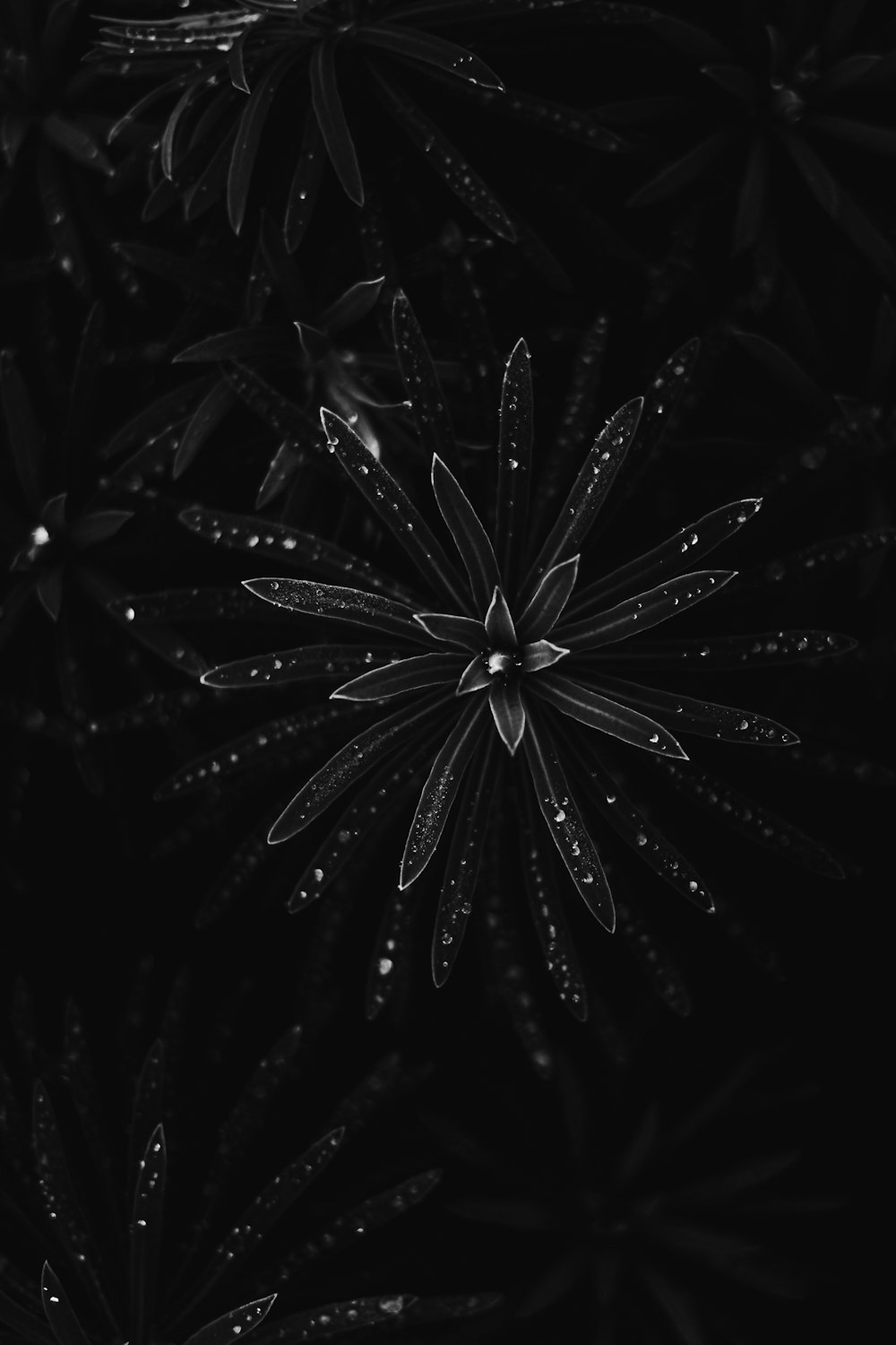 a black and white photo of a flower