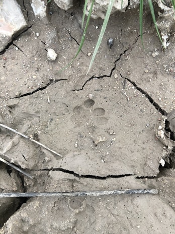 A gentle paw print pressed into soft earth, symbolizing lasting memories.