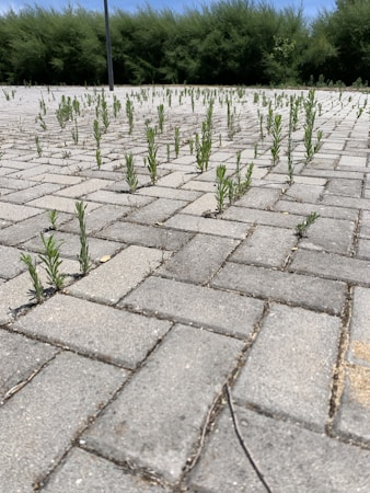 Paved surface with bricks showing signs of nature's reclamation, as small green plants are sprouting through the gaps between the tiles. A row of dense, green bushes lines the edge of the paved area, and a tall streetlamp stands in the background under a clear blue sky.
