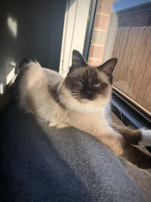 A fluffy ragdoll cat with striking blue eyes lounging gracefully on a sunlit windowsill.