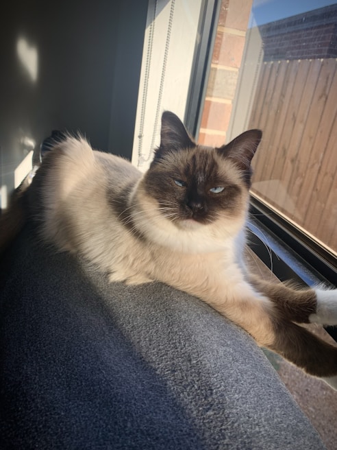 A fluffy cat with a neat haircut lounging on a sunny windowsill