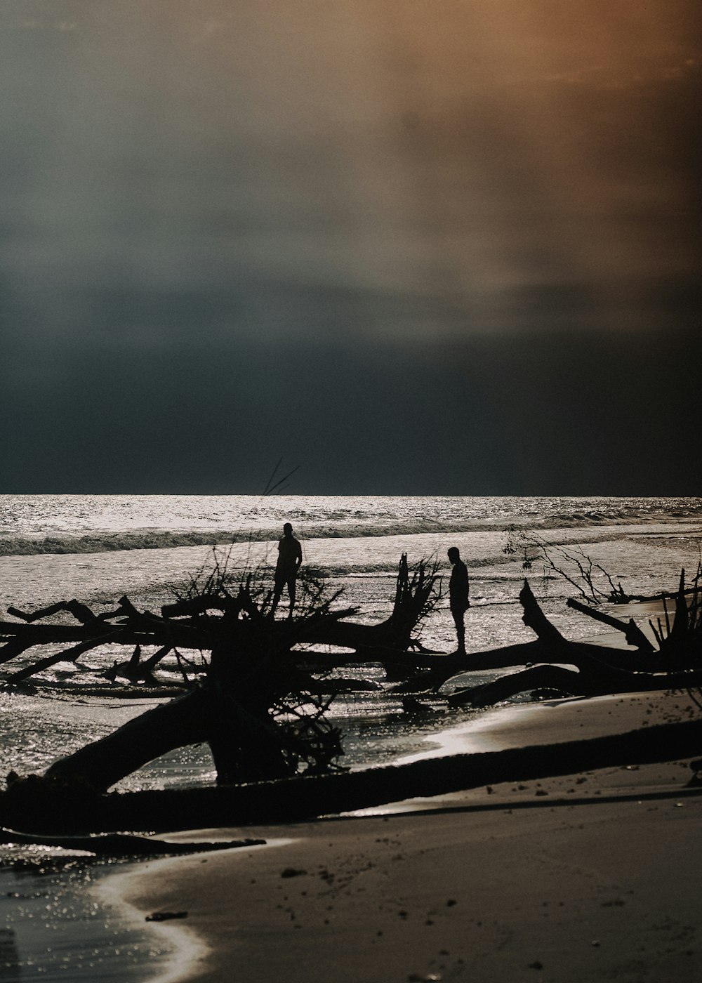 a couple of people standing on a beach next to a fallen tree