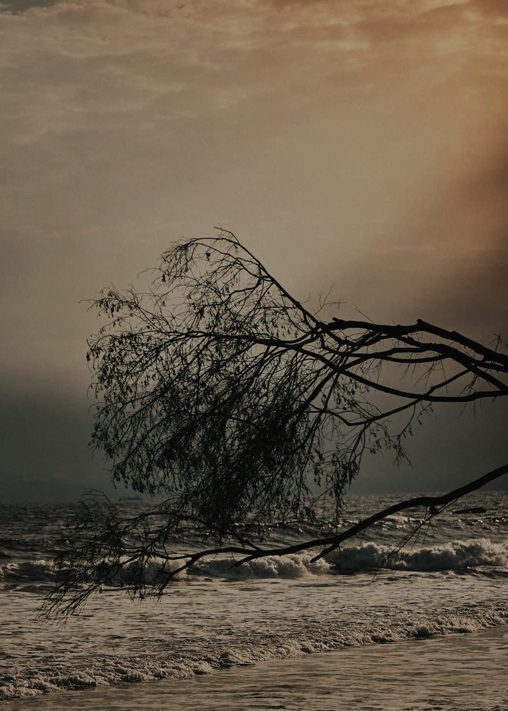 a tree that is leaning over in the water