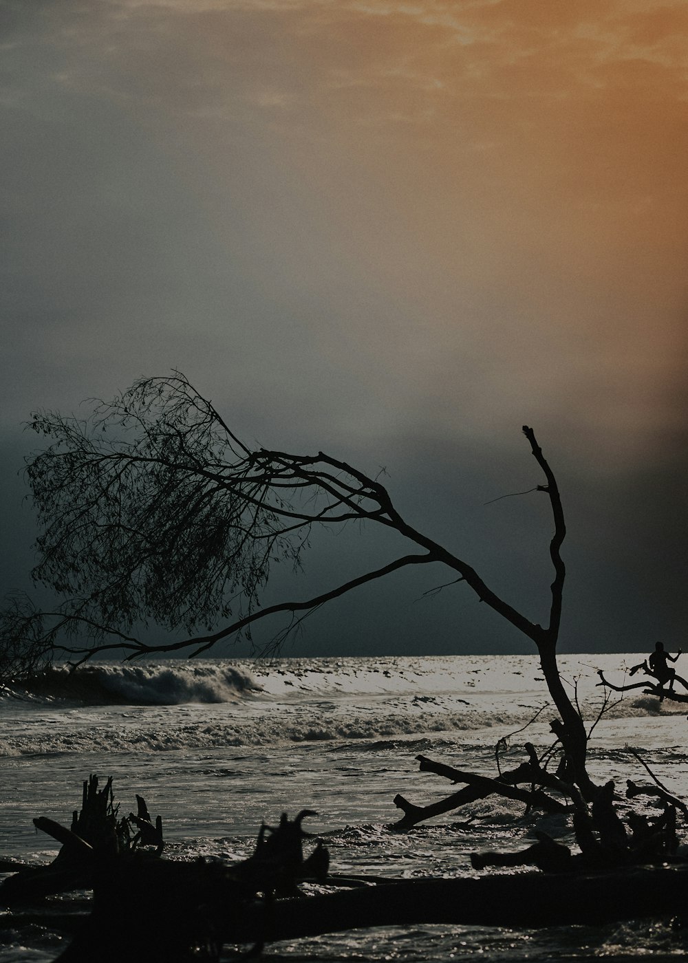 a tree that is standing in the water