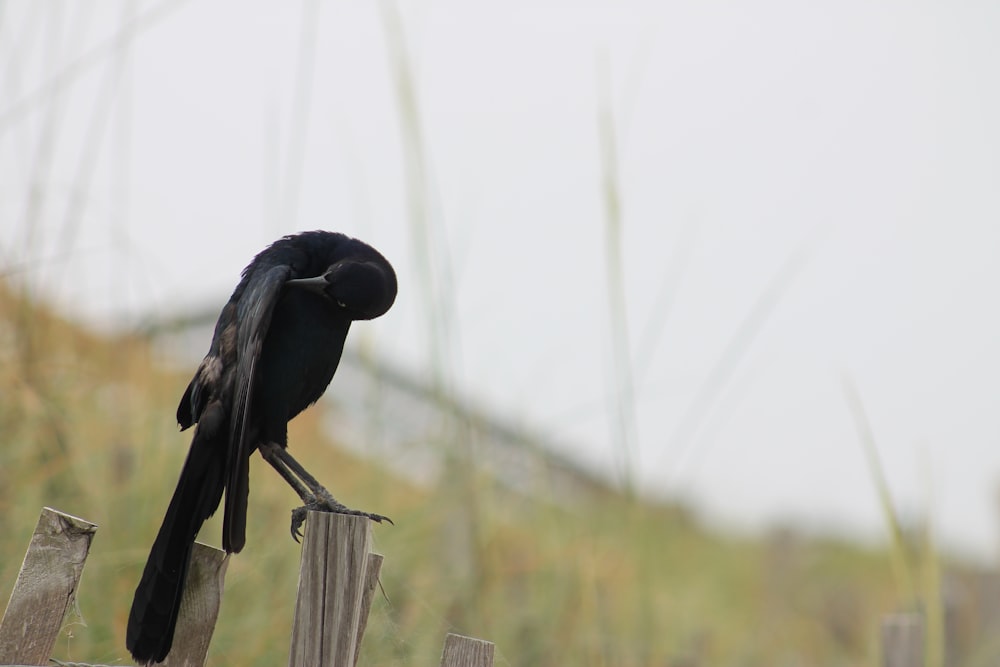 a black bird sitting on top of a wooden fence