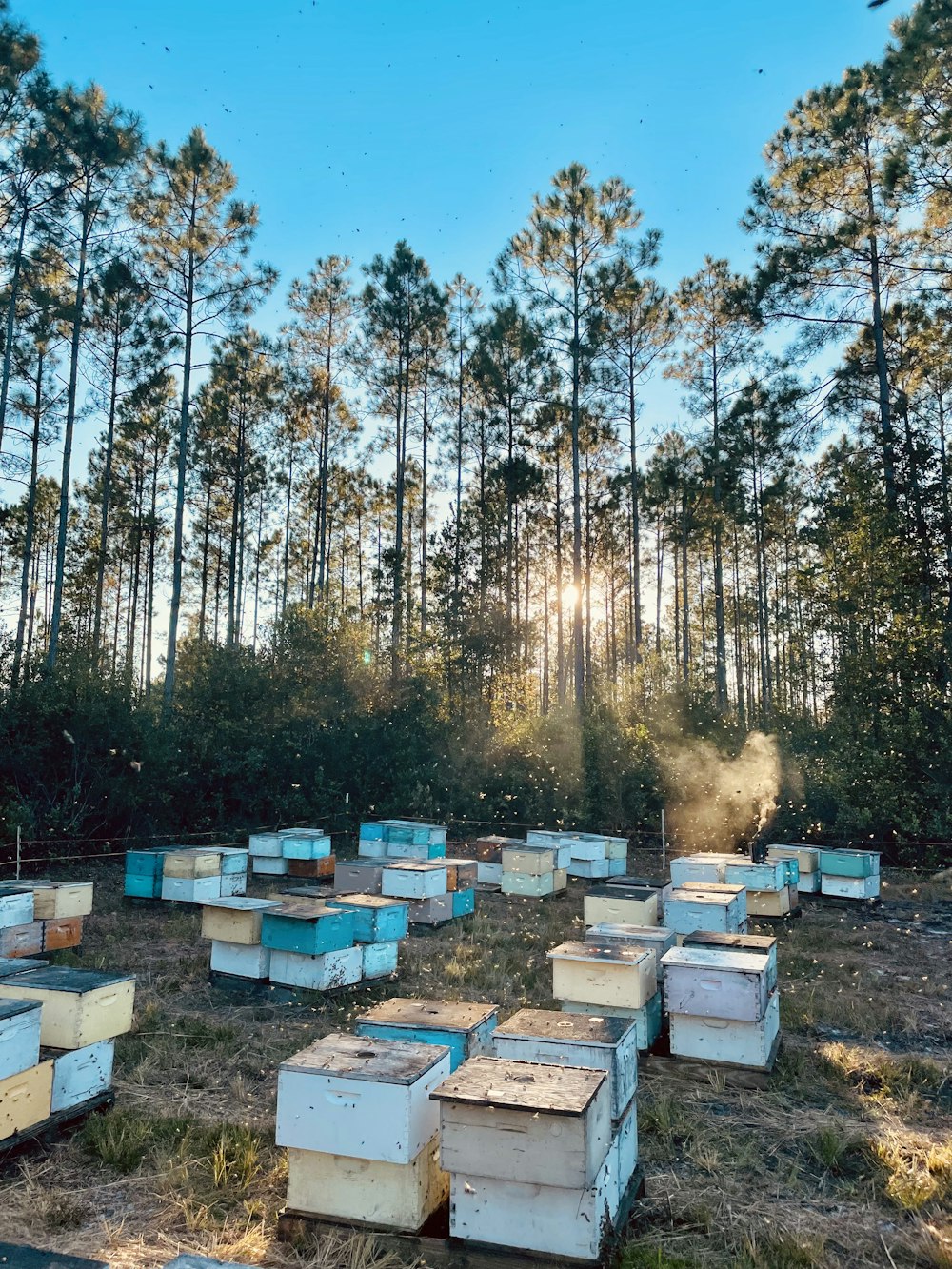 a bunch of beehives sitting in the middle of a field