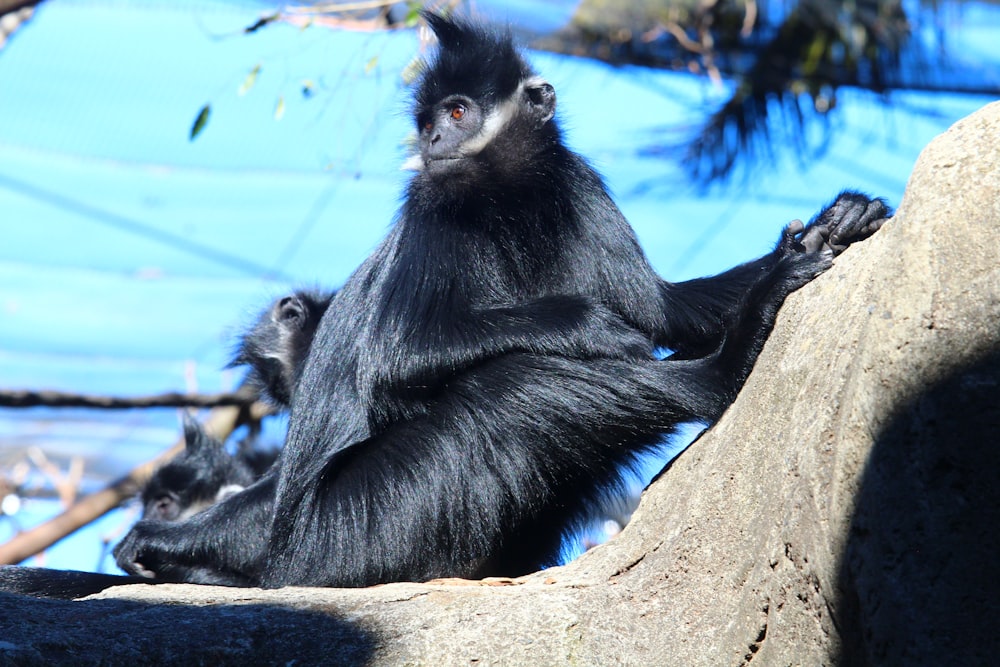 a black monkey sitting on top of a rock