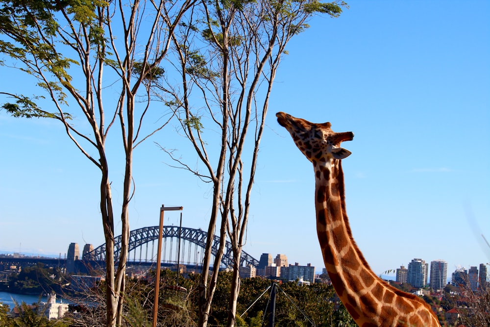 a giraffe standing next to a tree with a city in the background