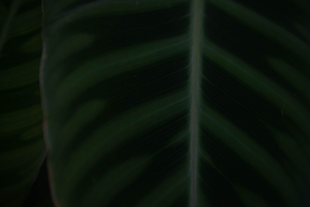 a close up of a large green leaf