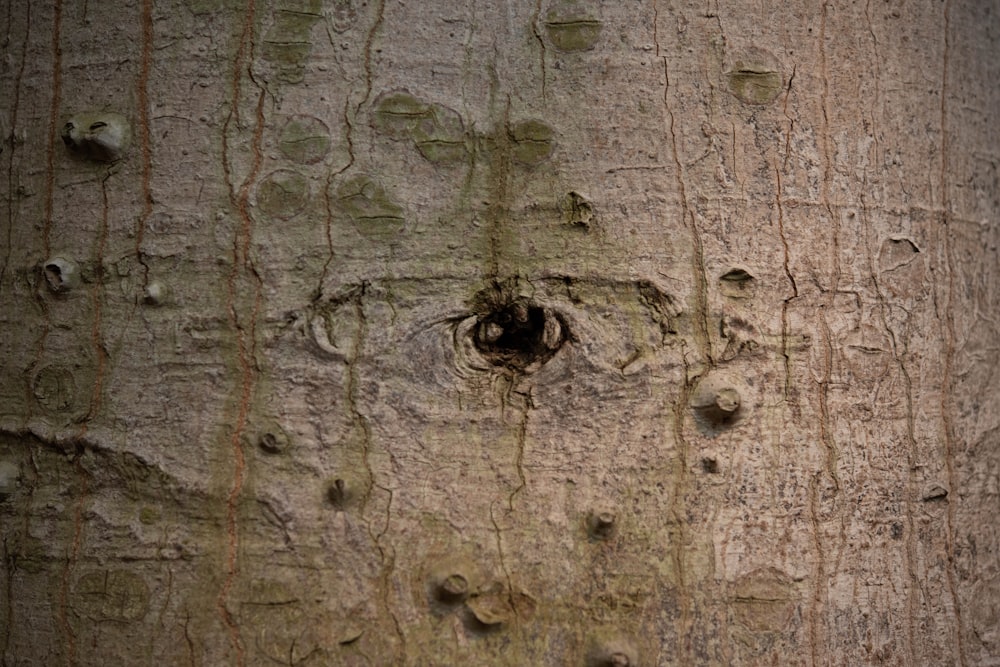 a close up of the bark of a tree