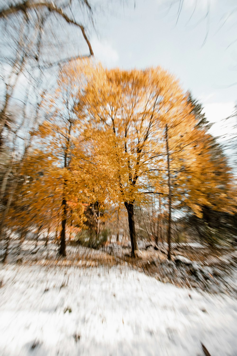 uma foto borrada de árvores na neve