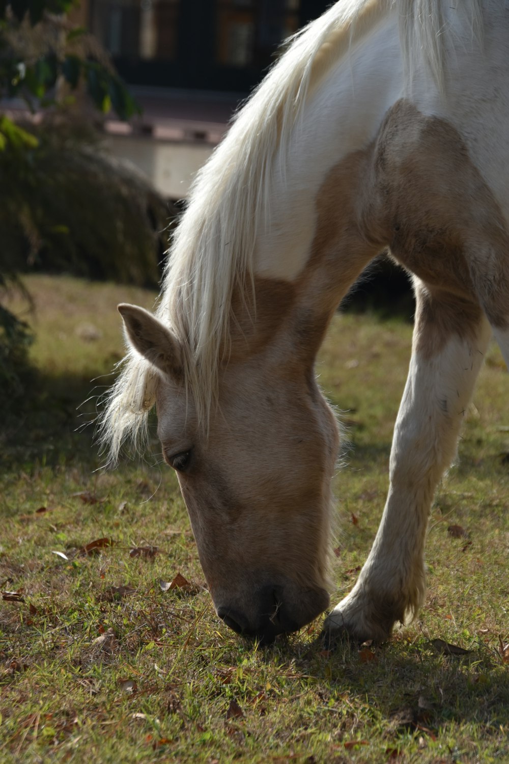 Un cavallo marrone e bianco che mangia erba in un campo