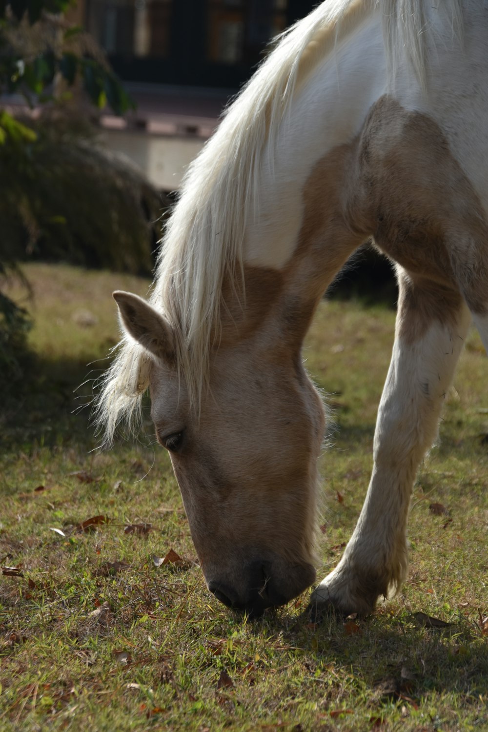 a brown and white horse eating grass in a field