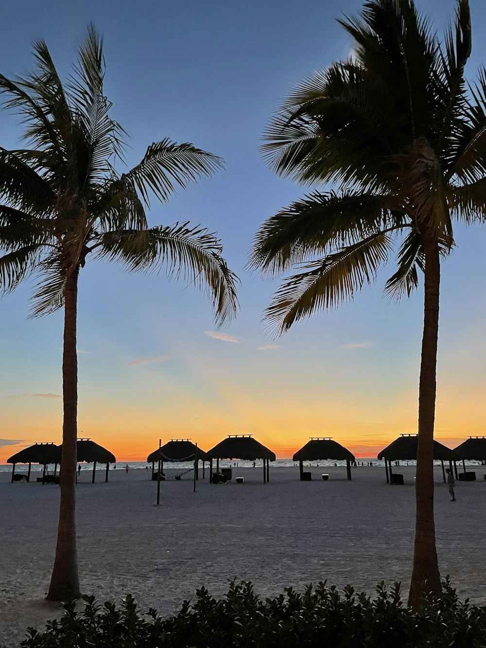 a couple of palm trees sitting on top of a beach