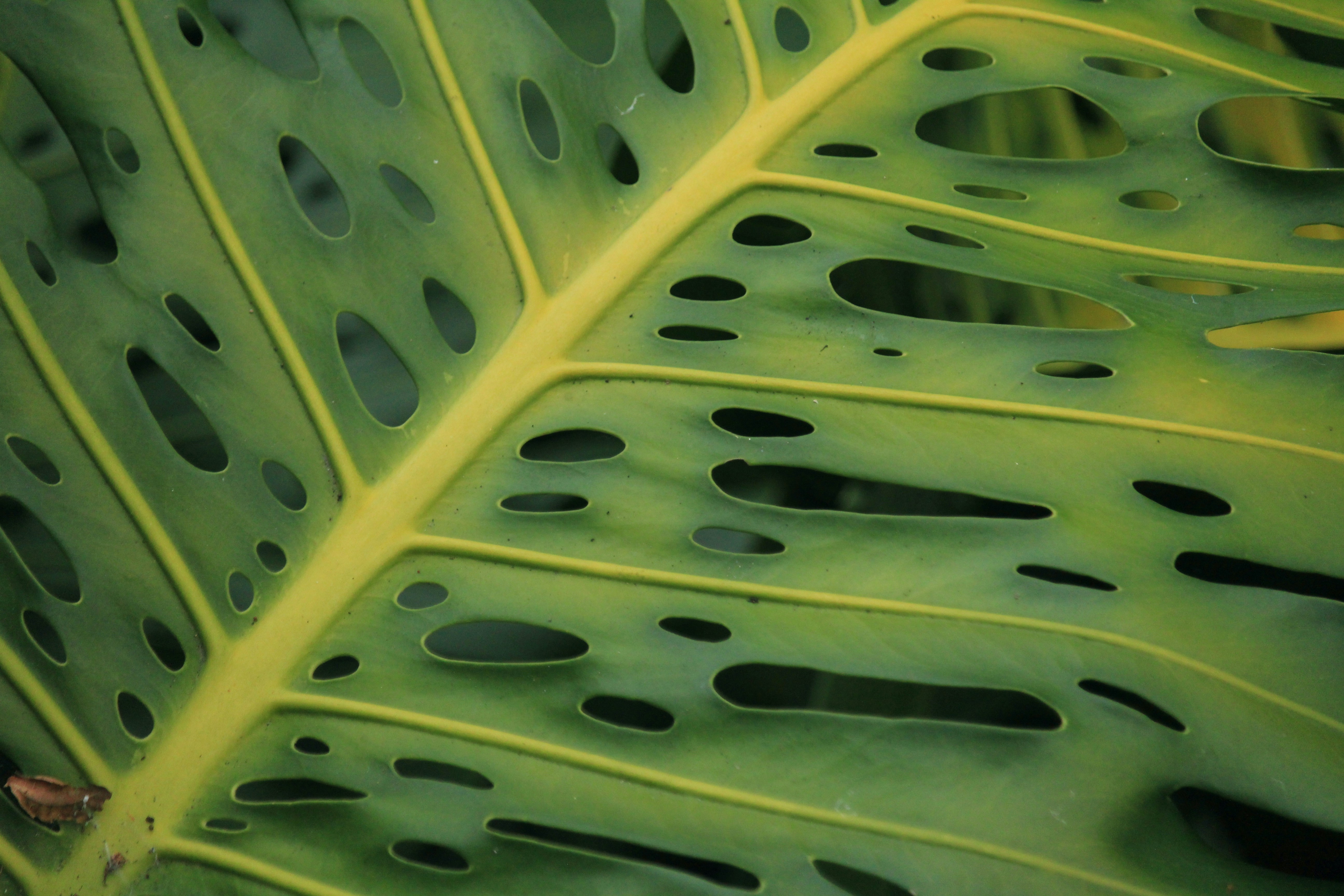 From Sugar to Cellulose: Building Plant Architecture (image credits: unsplash)