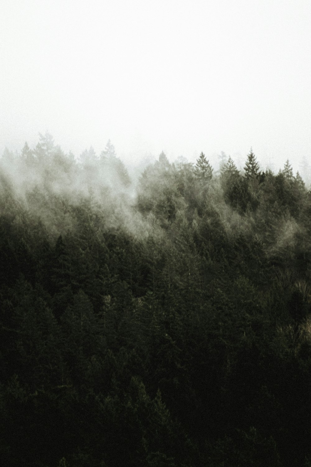 a black and white photo of a foggy forest