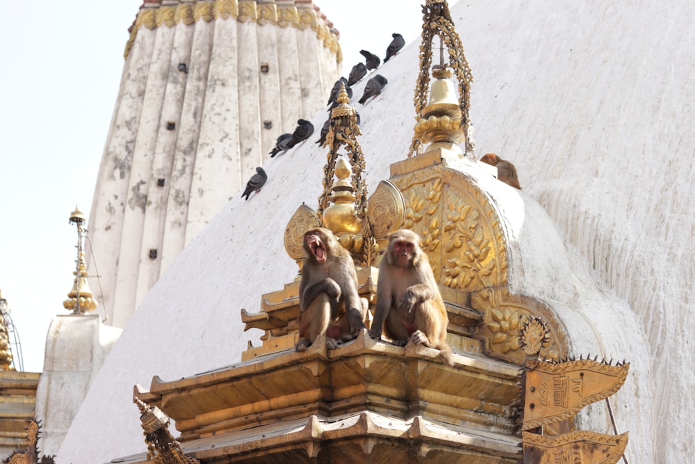 two monkeys sitting on top of a building