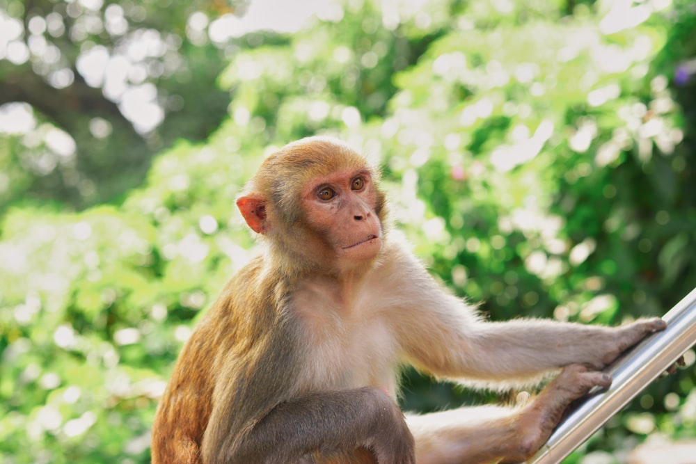 a monkey sitting on top of a metal rail